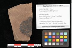 Foto (Objekt + Etikett) von Quercus palaeoilex Ettingshausen (NHMW-GEO-2024-0188-0958)